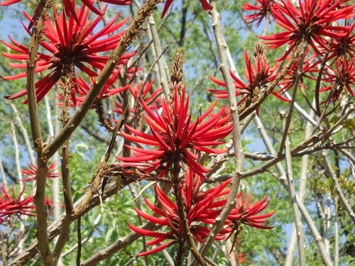 Roadside flowering shrub close-up.